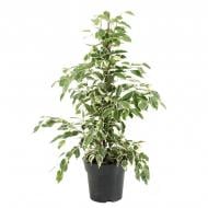 Растение Фикус бенджамина 17х60 Twilight