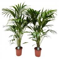 Растение Ховея 24х160