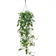 Растение Филодендрон 28х175 Scandens в подвесе