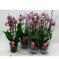 Рослина Фаленопсис (орхідея) каскад 12х45 2 стовбури Black Stripes (Kw J.P. Konst & Zn BV)