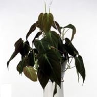 Рослина Філодендрон 12х20 Scandens Micans