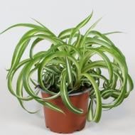 Растение Хлорофитум 13х25 зеленый Bonnie