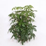 Растение Шеффлера 40х140 Amate