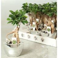 Растение Фикус микрокарпа 14х35 Ginseng в керамическом кашпо