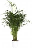 Растение комнатное Пальма Арека