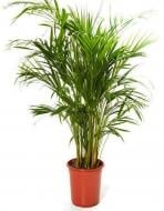 Рослина Пальма Кентія 150 см
