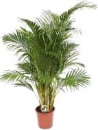 Растение Пальма Арека 27/150