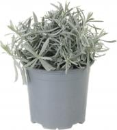 Растение Пряные травы микс 13x20 см см