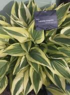 Корневище Хоста Lakeside Dragonfly 1 шт. Яскрава