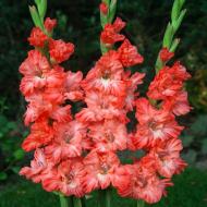 Цибулина Гладіолус гофрований Teds Frizzle 3 шт. Яскрава