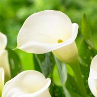 Луковица Калла Crystal Clear 1 шт. Яскрава