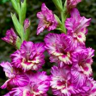 Цибулина Гладіолус гофрований Vuvuzela Frizzle 3 шт. Яскрава