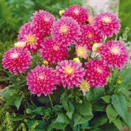 Корнеклубень Георгина Gallery Rembrandt 1 шт. Яскрава