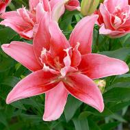 Цибулина Лілія азіатська подвійна Double Lady 1 шт. Яскрава