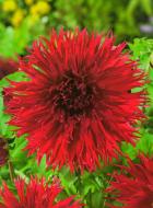 Корнеклубень Георгина Jaxon 1 шт. Яскрава