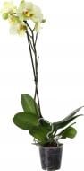 Растение комнатное Фаленопсис 12x70 см 1 ветка