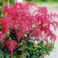 Корневище Астильба Red Charm 1 шт. Яскрава