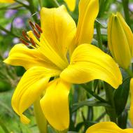 Цибулина Лілія азіатська Yellow County 1 шт. Яскрава