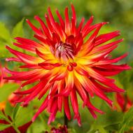 Георгина Bora Bora 1 шт. Яскрава