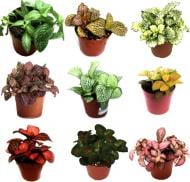 Растение комнатное Фитония 12/25 микс,