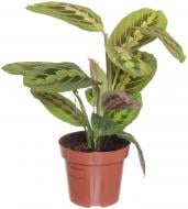 Растение Маранта 12/25 триколор
