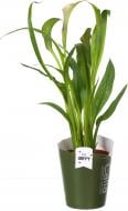 Растение комнатное Зантедесхия микс 13x50 см