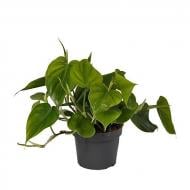 Растение комнатное Філодендрон 12/25 Скандіанс