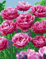 Картина за номерами Оксамитові тюльпани 35x45 см Rosa Start