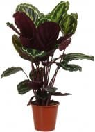 Растение Калатея 19х90 см Медальон