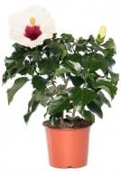 Растение декоративное Гибискус13/45 микс Растение декоративное Гибискус13/45 микс