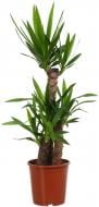 Растение Юкка 21х110 см 3 гг