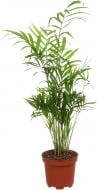 Растение Хамидорея 09х20 см