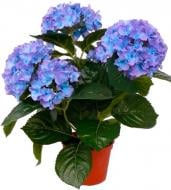 Растение Гидрангия 13/45