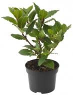 Рослина кімнатна Лавр 11/30
