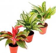 Растение комнатное Аглаонема 24/60 мbкс