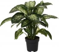 Растение комнатное Диффенбахия 24/100 микс