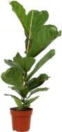 Растение Фикус 21х120 см Лирата