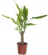 Растение Драцена 11/45 Фрагранс