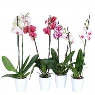 Растение Фаленопсис 2 ветки микс 15/80