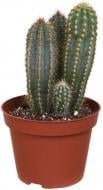 Растение Кактус 10х15 см