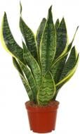 Растение Сансивьера 11х40 см