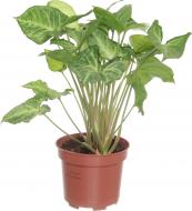 Растение Сингониум 12/25