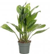Растение комнатное Аглоонема 17/55