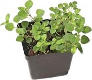 Рослина кімнатна Херб Арома мікс 14х25 см