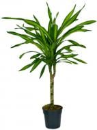 Растение комнатное Драцена 24/150 рикки