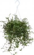 Растение Кализия 12х20 см