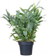 Растение комнатное Флебодиум 17/55