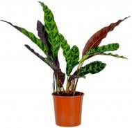 Растение комнатное Калатея 14/45 Ланцефолия