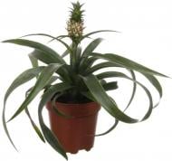 Растение комнатное Ананас 12/45 плодовый
