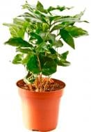 Растение комнатное Кофе 09/20 деко